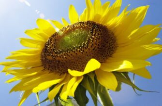 Вегетаційний період: основні етапи та вплив на врожайність рослин