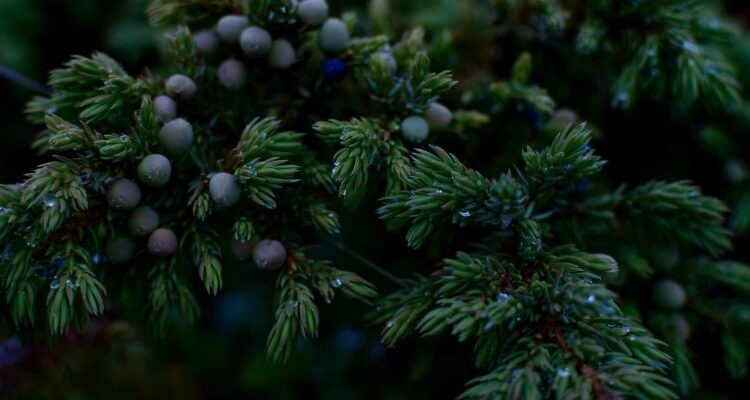 Що таке ялівець: користь, види та використання рослини у побуті