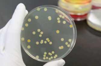 Невидимий ворог: загрози золотистого стафілокока для здоров’я людини