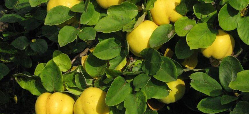 Айва: Властивості та Застосування цього Оригінального Фрукта