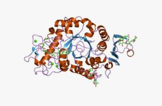 Все про амілазу: роль, функції та значення для здоров’я людини