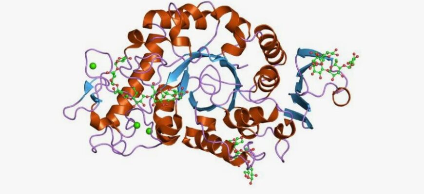 Все про амілазу: роль, функції та значення для здоров’я людини