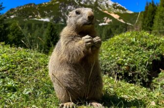 Бабак: що це за тварина і чому вона важлива в природі України