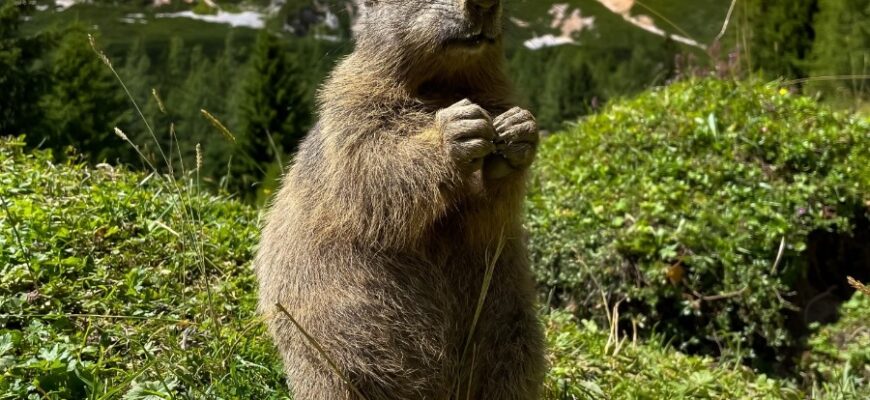 Бабак: що це за тварина і чому вона важлива в природі України