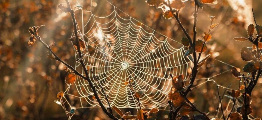 Бабине літо: що це таке і коли очікувати в Україні?