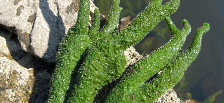 Бадяга: Властивості, Застосування та Користь для Здоров’я та Шкіри