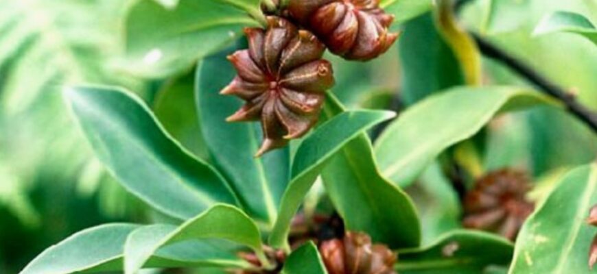 Бадьян: Властивості, Цікаві Факти Та Користь Для Вашого Здоров’я