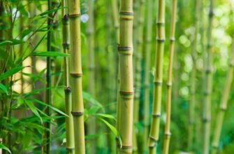 Бамбук: основні властивості, використання та екологічна роль рослини