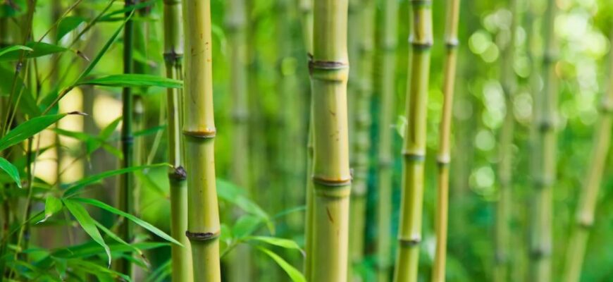 Бамбук: основні властивості, використання та екологічна роль рослини