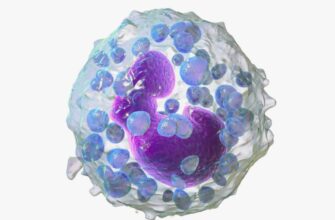 Базофіли: функції, значення і роль у системі імунітету людини