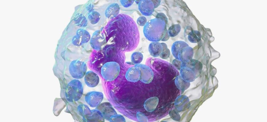 Базофіли: функції, значення і роль у системі імунітету людини