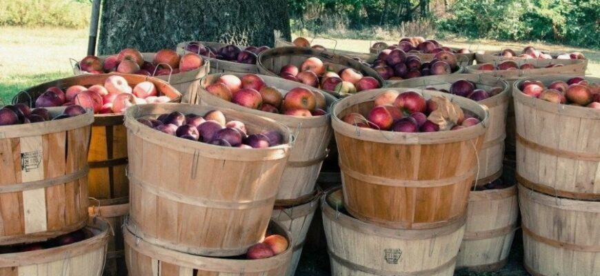 Що таке бушель: визначення, обсяги та сфери застосування в Україні