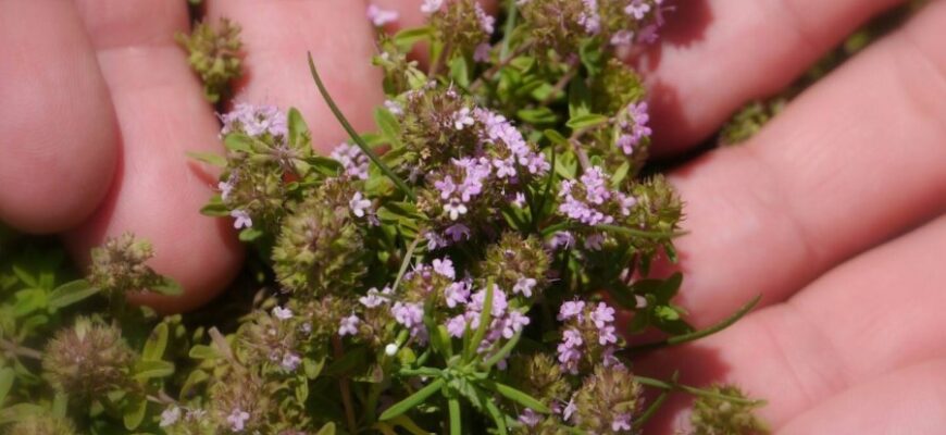 Чабер: властивості, використання в кулінарії та домашній медицині