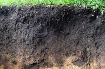 Що таке чорнозем: Властивості, значення та використання ґрунту