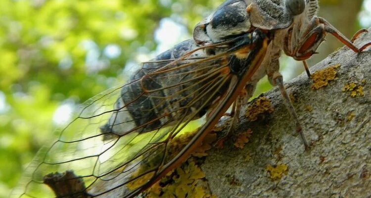 Цикада: життя, значення та цікаві факти про цих комах