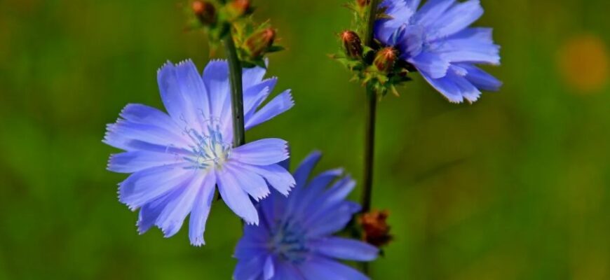 Цикорій: Користь, Використання та Вплив на Здоров’я Людини