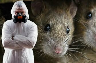 Дератизація: що це таке, методи та ефективність боротьби з шкідниками