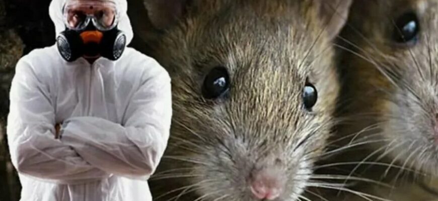 Дератизація: що це таке, методи та ефективність боротьби з шкідниками