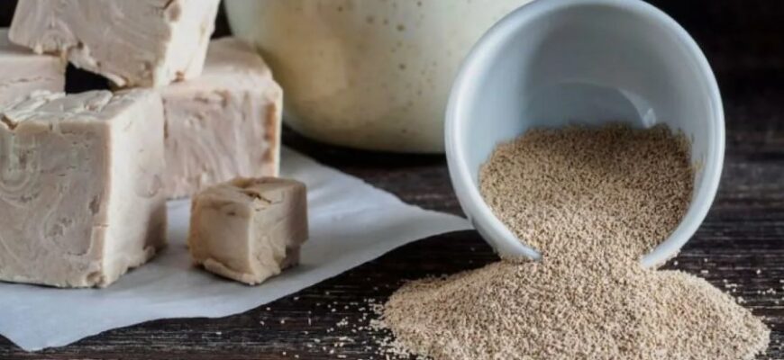 Що таке дріжджі: їх роль у випічці та користь для здоров’я