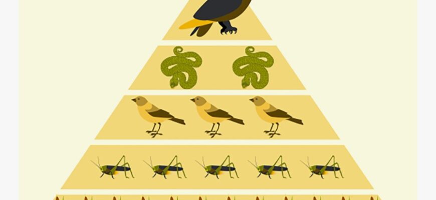 Що таке екологічна піраміда: Розкриття поняття та його значення