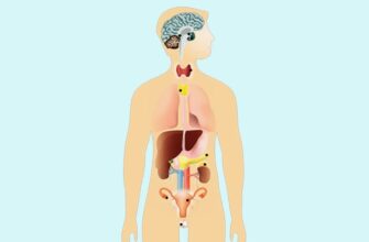 Ендокринна система: основи, функції та важливість для здоров’я людини