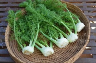 Відкрийте для себе фенхель: властивості, користь та застосування рослини