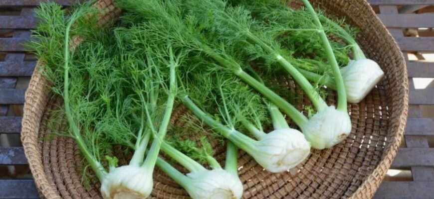 Відкрийте для себе фенхель: властивості, користь та застосування рослини