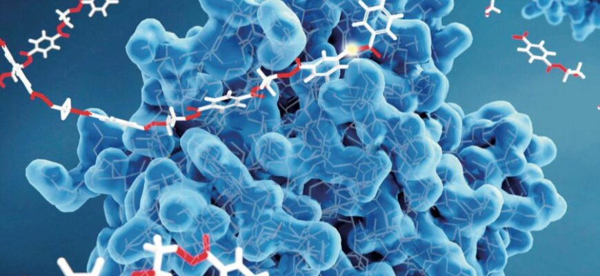 Що таке ферменти: роль, функції та важливість для організму людини