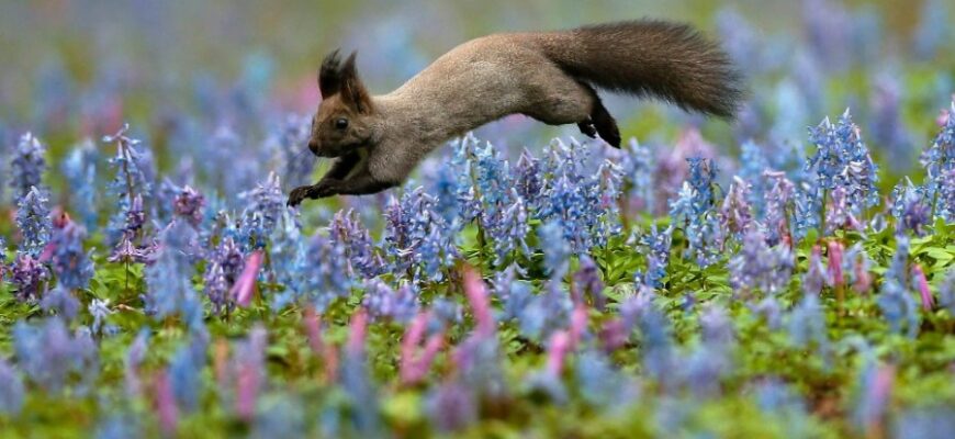 Дізнайтеся, що таке флора і фауна: особливості природи України