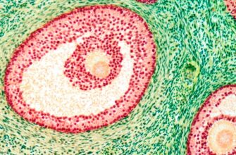 Що таке фолікул: особливості, функції та значення для здоров’я