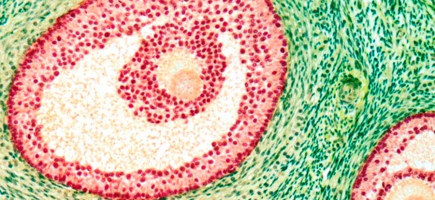 Що таке фолікул: особливості, функції та значення для здоров’я