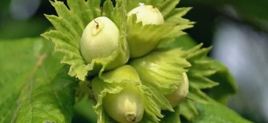 Фундук: визначення, походження та корисні властивості для здоров’я Фундук: визначення, походження та корисні властивості для здоров’я