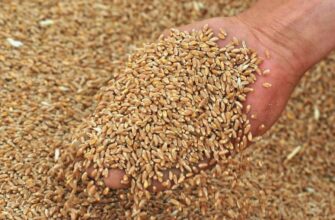 Фуражна пшениця: визначення, властивості та використання в Україні