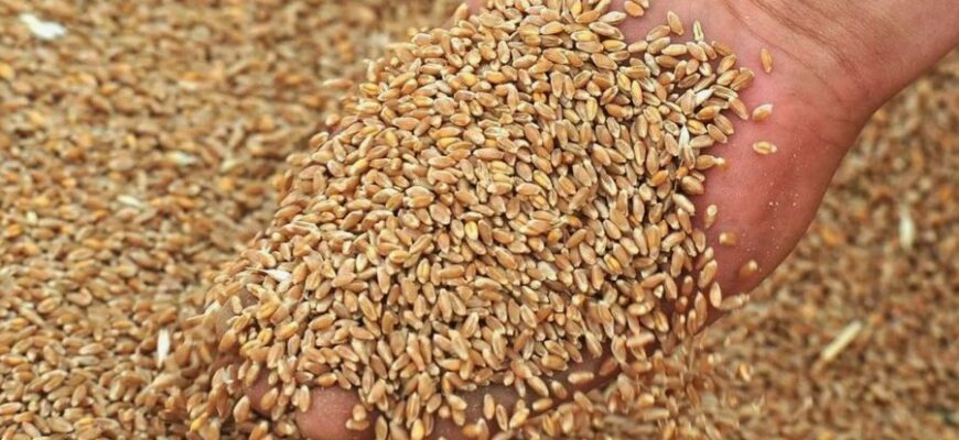 Фуражна пшениця: визначення, властивості та використання в Україні