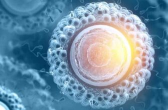 Гамети: Визначення, Функції та Роль у Розмноженні Організмів