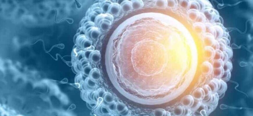 Гамети: Визначення, Функції та Роль у Розмноженні Організмів