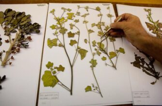 Гербарій: що це таке і як правильно створити власну колекцію рослин