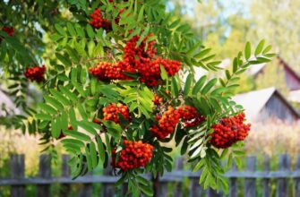 Горобина: властивості, користь і використання червоних ягід в Україні