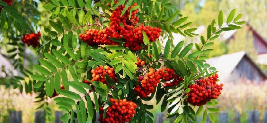 Горобина: властивості, користь і використання червоних ягід в Україні