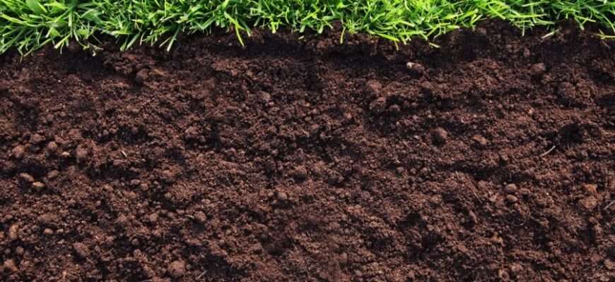 Гумус: що це таке, його значення для ґрунту та сільського господарства