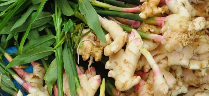 Імбир: Властивості, Використання та Користь для Вашого Здоров’я