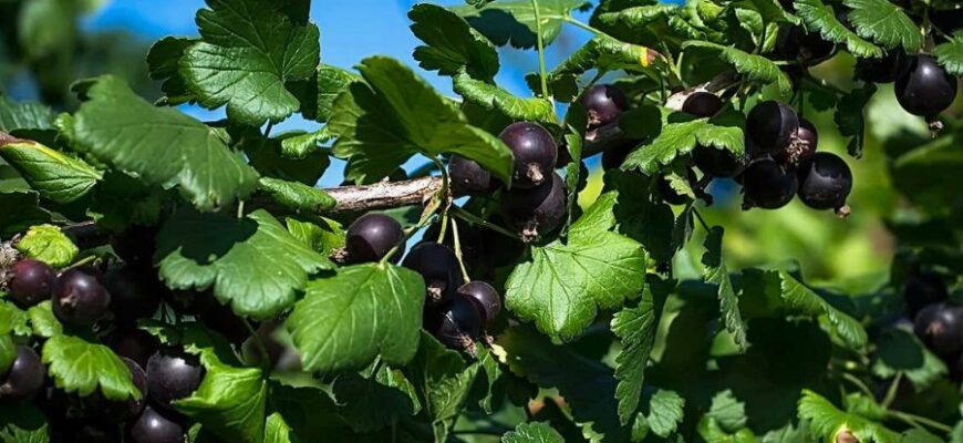 Йошта: Все, що потрібно знати про цей незвичний садовий гібрид