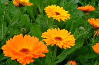 Календула: Лікувальні Властивості та Застосування в Народній Медицини