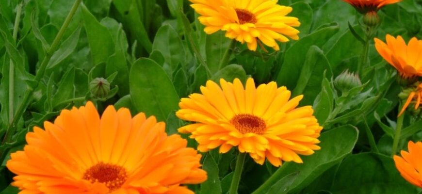 Календула: Лікувальні Властивості та Застосування в Народній Медицини