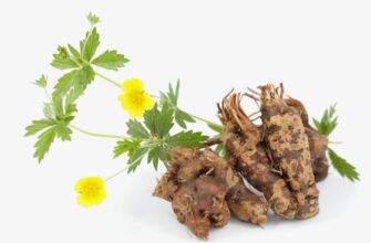 Калган: властивості, застосування та користь цього дивовижного кореня