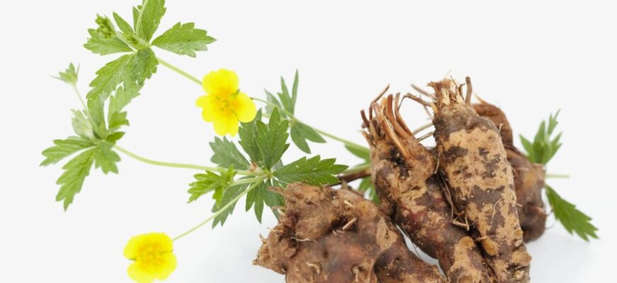 Калган: властивості, застосування та користь цього дивовижного кореня