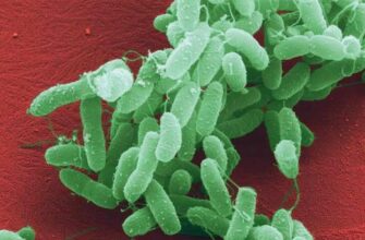 Холера: Симптоми, причини та заходи профілактики небезпечної інфекції