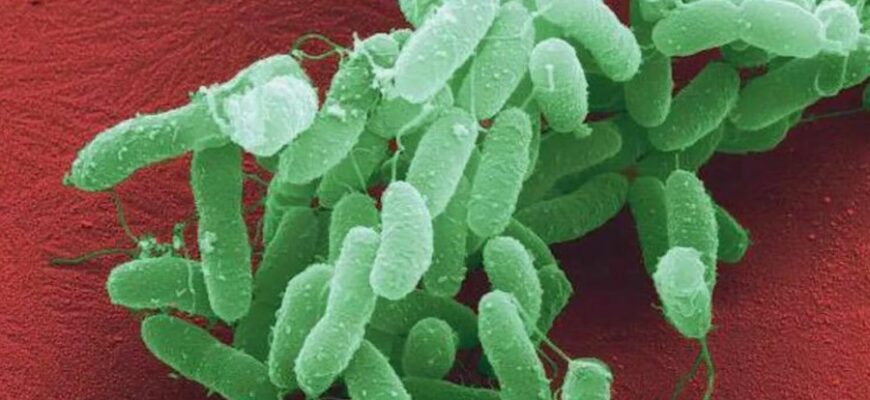 Холера: Симптоми, причини та заходи профілактики небезпечної інфекції