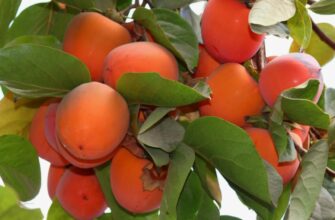 Хурма: Корисні властивості, види та рекомендації з вживання