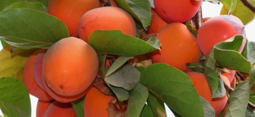 Хурма: Корисні властивості, види та рекомендації з вживання Хурма: Корисні властивості, види та рекомендації з вживання